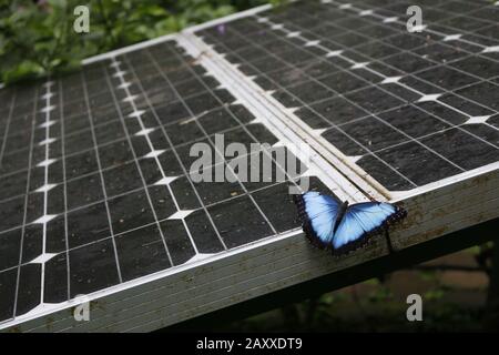 BBlue Morpho-Schmetterling aus Costa Rica thront auf einem Sonnenkollektor in einer Waldumgebung. Saubere Energieerzeugung. Stockfoto