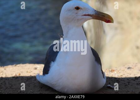 Schöne weiße Möwe, die sich auf einem Felsen über dem Ozean niederlegt. Stockfoto