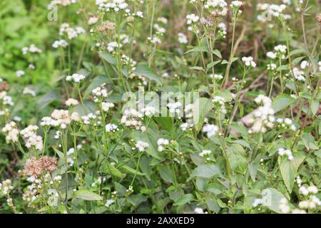 Ageratum conyzoides Blume Blooming.This (billygoat-weed, Chick weed, goatweed, whiteweed) ist im tropischen Amerika, insbesondere Brasilien, und in der Region Stockfoto