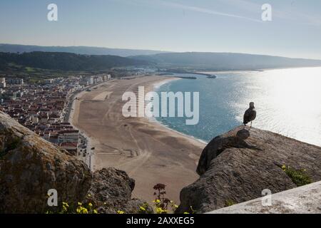 Seagull blickt auf den Strand vor Nazare. Vor allem in der Nebensaison gibt es viel Platz. Praia mit Blick auf Sitio. Stockfoto