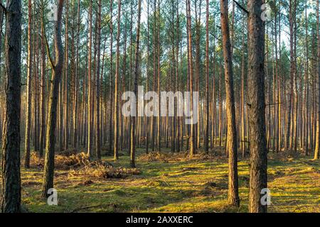 Goldenes Sonnenlicht am Abend in einem Pinienwald in der Nähe von Gryfion in Polen Stockfoto