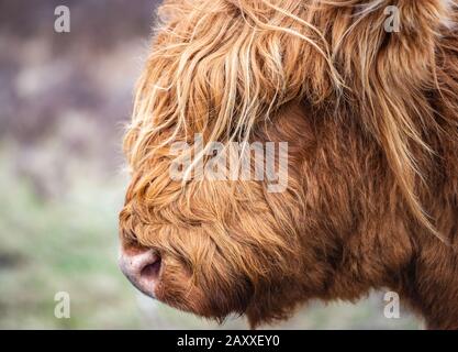 Highland Cattle Caw Gesicht Nahaufnahme Stockfoto