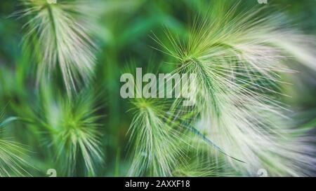 Eingehütete Pflanzengerste. Malerisches Gras mit einem langen glänzenden Dorn mit dem lateinischen Namen Hordeum jubatum. Selektiver Fokus. Stockfoto