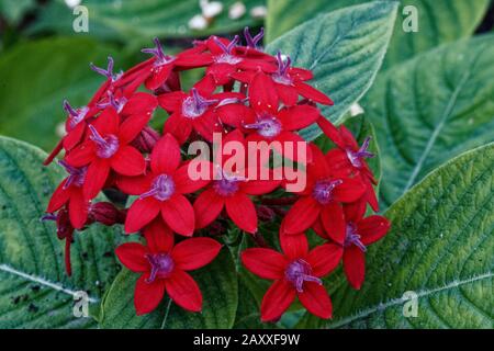 Pentas lanceolata, im Allgemeinen als ägyptischer sternenhaufen bekannt, ist eine Art der blühenden Pflanze in der Familie der Wahnsinnigen, Rubiaceae. Stockfoto