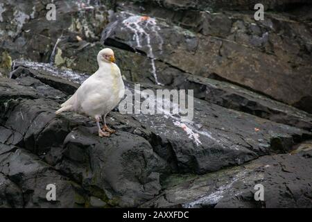 Schneewittchen (Chionis albus) Antarktis Stockfoto