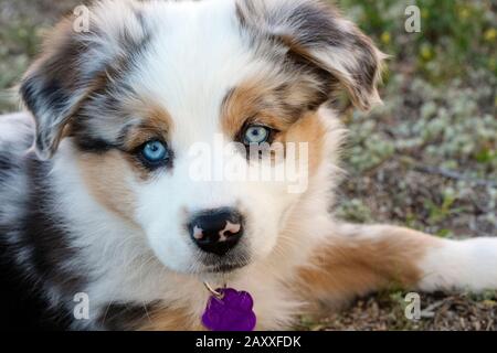 Australian Shepherd Welpen Stockfoto