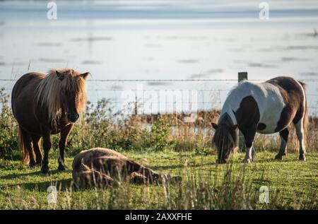 Shetland-Tränche ruhen in der Morgensonne Stockfoto