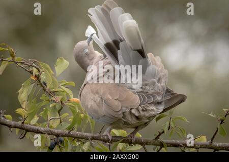 Die Halstaube (Streptopelia decaocto) Vorsichtig preens seinen Schwanz, indem jede Feder durch seine Beack Stockfoto