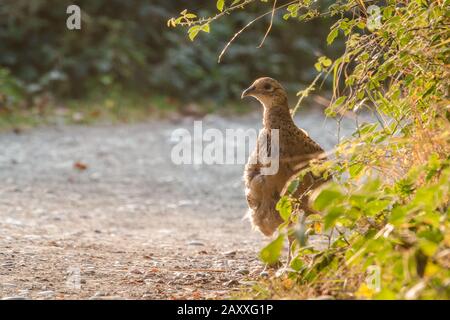 Ein weiblicher Fasan (Phasianus colchicus) Sitzt an einigen Büschen auf einem Pfad, der sich innen umschaut Das frühe Morgenlicht Stockfoto