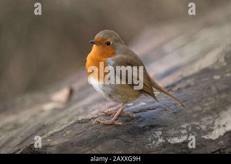 Robin (Erithacus rubecula) Sitzt auf einem Log wartet und bewacht sein Gebiet in Der Suffolk Wald Stockfoto