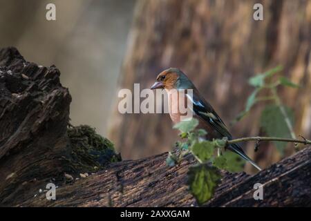 Dieser Buchfink (Fringill coelebs) Ist die Jagd zwischen den Baumstämmen für Nahrung teilweise versteckt durch Die Brennnesseln wachsen in der Gegend Stockfoto