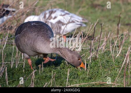 Graugans (Anser anser) Wandern und Füttern auf dem kurzen Gras in Suffolk Stockfoto