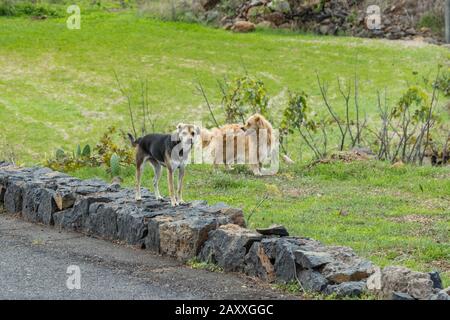 Zwei Hunde auf einer Seite einer örtlichen Asphaltstraße im Bergdorf im Süden der Insel Tenera. Ein Tier inspiziert mit Interesse einen nicht geladenen Gast w Stockfoto