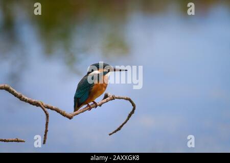 Der einsame Eisvogel (Alcedo atthis) Sitzt auf seinem Zweig Barsch mit Blick auf das Wasser, wie es Wartet darauf, dass der Fisch sein Auge darunter erhaschen kann Stockfoto