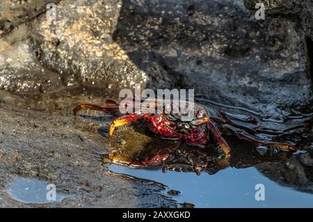 Rote Felskrabbe - Grapsus adscensionis - auf dunklen Lavasteinen kriechend. Die Krabbe backt in der Sonne neben einer kleinen Seepuddle, in der ihre Reflexion V ist Stockfoto