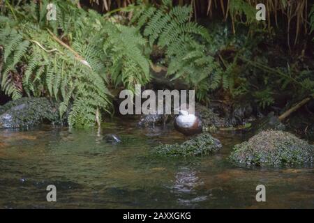 Ein kleiner Dipper (Cinclus cinclus) bewegt sich entlang der Steine im Fluss auf der Suche nach Nahrung am Fluss Teign in Devon Stockfoto