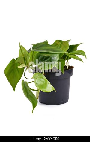 Tropische "Philodendron Scandens"-Hauspflanze in Blumentopf isoliert auf weißem Grund Stockfoto