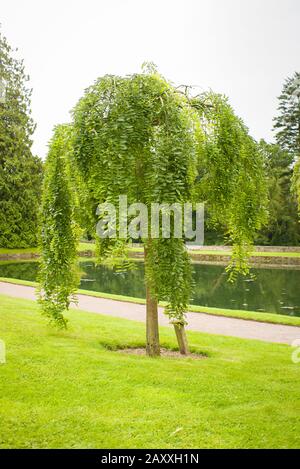 Ein junger japanischer Pagoda-Baum, der als Exemplar in Aberglasney-Gärten in Südwales UK angebaut wird Stockfoto