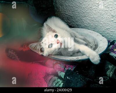 Straße Obdachlose Katze. Obdachlose streunende Katze auf der rustikalen Straße. Wilde Kätzchen im Freien. Schmutzige junge weiße Katze auf der Straße. Stockfoto