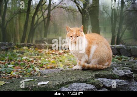 Straße Obdachlose Katze. Obdachlose streunende Katze auf der rustikalen Straße. Wilde Kätzchen im Freien. Schmutzige Straßenkatze auf den umgestürzten Blättern im Herbstgarten Stockfoto