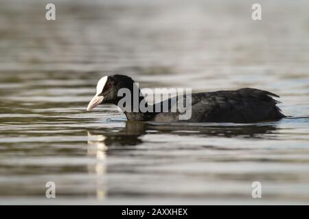 Ein Coot (Fulica atra) schwimmt in einem See in London Stockfoto