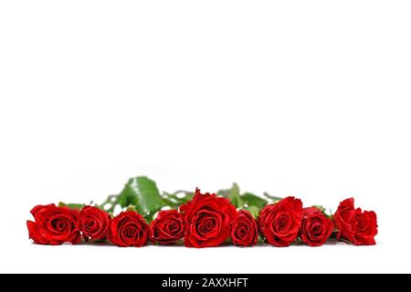 Rote Rosen in einer Reihe auf weißem Hintergrund angeordnet Stockfoto