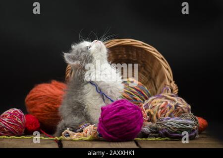 Sechs Wochen alte Kätzchen spielen mit Knittenball in mehreren Farben. Süßes Kätzchen und Fadenball. Grau hübsches Kätzchen. Lustige Kätzchen und Strickin Stockfoto