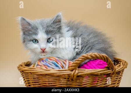 Niedliches kleines Kätzchen mit Strickzubehör. Kätzchen schauen auf Zuschauer Stockfoto