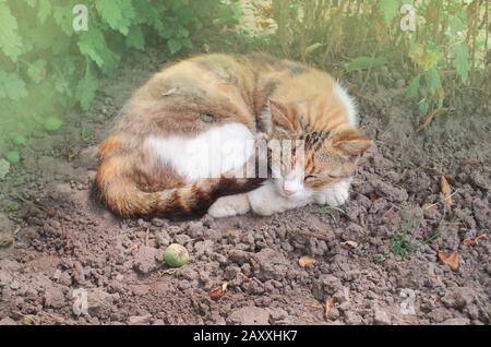 CAT schläft an sonnigen Tagen mit grünem Gartenhintergrund. Katze schläft ruhig im Garten. Schwarze, weiße und orangefarbene Katze schläft Stockfoto