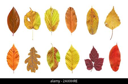 Sammlung von Baumblättern isoliert. Helle Herbstblätter. Orangefarbene Blätter von Herbstbäumen Stockfoto