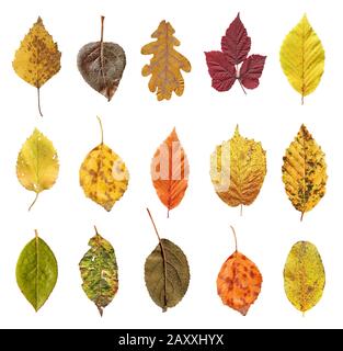 Bunte Herbstblätter isoliert auf weißem Hintergrund. Herbstblätter isoliert gesetzt Stockfoto