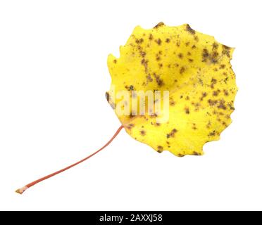 Herbstblätter der Espen isoliert. Herbst-Populus-Tremula-Blatt isoliert Stockfoto