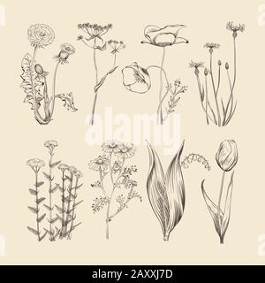 Wildblumen, Kräuter und Blumen. Botanische Vektorsammlung für Frühling und Sommer. Blumenfrühling, Kraut- und BlumenNatur, botanische Hand, die Kräuterkunde zeichnet Stock Vektor