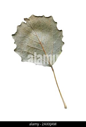 Populus tremula aspen Herbstblatt isoliert auf weiß Stockfoto