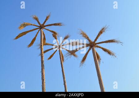 Schilf in Form von Palmen auf dem blauen Himmelshintergrund Stockfoto