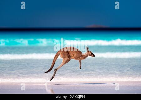 Känguru hüpft/springt in der Mitte auf Sand in der Nähe der Brandung am Strand in Lucky Bay, Cape Le Grand National Park, Esperance, Western Australia Stockfoto