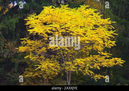 Ein eingebürgerter Hybrid-Butternut, der Herbstfarben in den Pocono Mountains von Pennsylvania zeigt Stockfoto