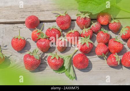 Erdbeeren in Holz-Vintage-Tisch. Frisch geerntete Erdbeeren auf dem Bauernmarkt. Reife Erdbeeren auf Holzgrund. Draufsicht, flacher Lay. Stockfoto