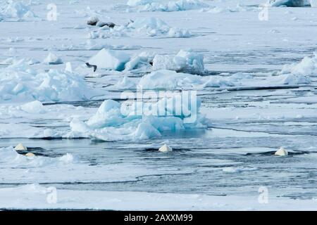 Beluga-Wal, Delphinapterus leucas, der Weißwal im Meereis vor dem Spitzbergen Archipel, Norwegen Stockfoto