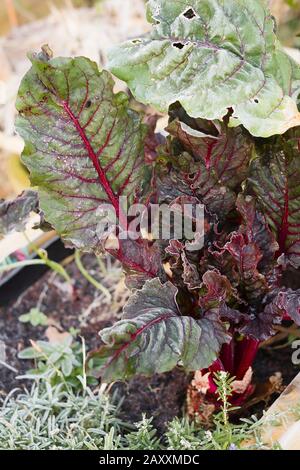 Im mittleren Winter kann man trotz nächtlichem Frost auf den Blättern in einem englischen Garten immer noch frisch gepflückten Schweizer Chard wachsen und essen Stockfoto