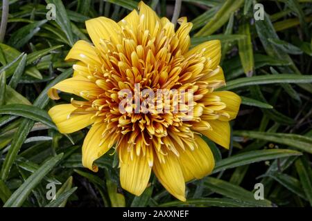 Gazania Sunset Jane ist ein harter Erddeckel mit einer spektakulären blühenden Darstellung von großen dunklen honigfarbenen Doppelblumen. Stockfoto