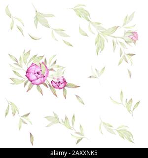 Wasserfarben-Blumen-Set. Luxus-Ponys. Einrichtung Für Hochzeitseinladungen. Luxuriöse Pinkblüte, Knospen, Blätter, Zweige. Vorgefertigte Kompositionen. Weißer Hintergrund. Stockfoto