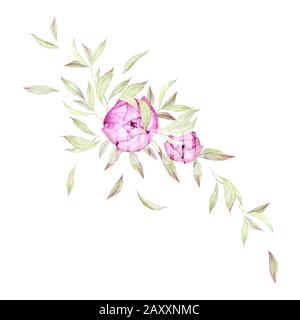 Wasserfarbenblumen. Luxus-Ponys Bud. Einrichtung Für Hochzeitseinladungen. Luxuriöse pinke Blumen, üppige Blätter. Vorgefertigte Komposition. Weißer Hintergrund. Stockfoto