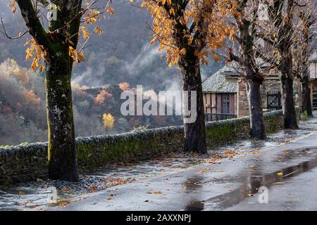 Regen und Nebel auf dem Baumweg entlang der Dorfstraße, im Hintergrund gekleideter Herbstwald, Conques, Frankreich Stockfoto