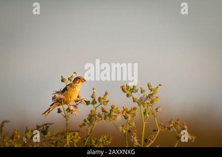 Dieses weibliche Linnet (Linaria cannabina) Sammelt Samen von den Pflanzen, wie die Sonne aufgeht Yorkshire Stockfoto