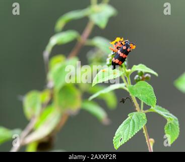 Bugs in Green Background, Chinnar Wildlife Sanctuary ist ein einzigartiges Schutzgebiet in der Regenschattenregion am östlichen Hang von Western Ghats Stockfoto