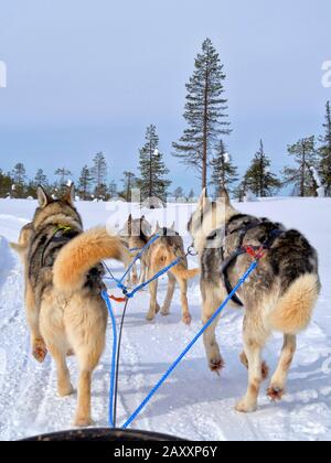 Rückansicht von Hunden, die auf schneebedeckter Landschaft gegen den klaren Himmel in schnürtem Wald schlittern Stockfoto