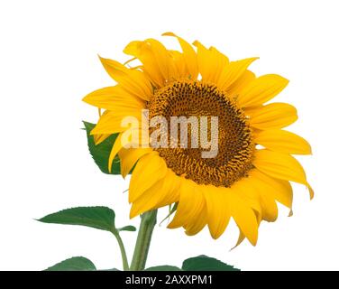 Sonnenblumenöl blüht. Anlage isoliert auf weißem Hintergrund. Stockfoto