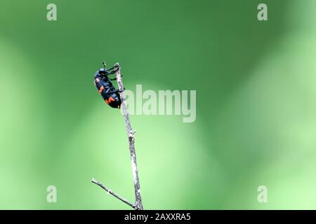 Bugs in Green Background, Chinnar Wildlife Sanctuary ist ein einzigartiges Schutzgebiet in der Regenschattenregion am östlichen Hang von Western Ghats Stockfoto