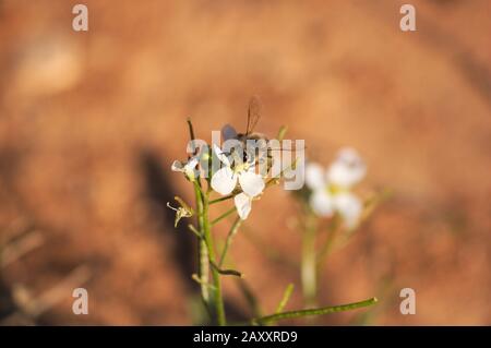 Nahaufnahme einer Blume aus erukoiden Diplotaxen, auf der eine Biene Nektar sammelt Stockfoto